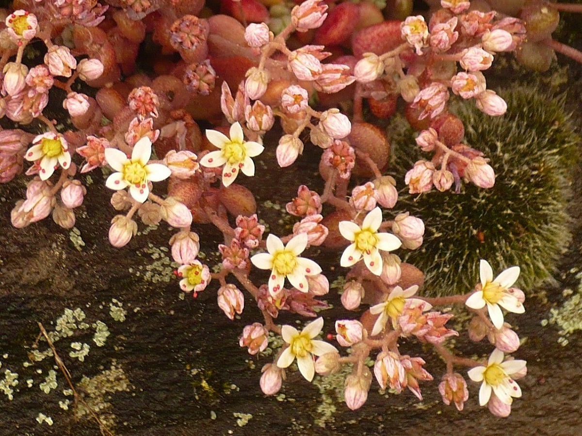 Sedum dasyphyllum (Crassulaceae)